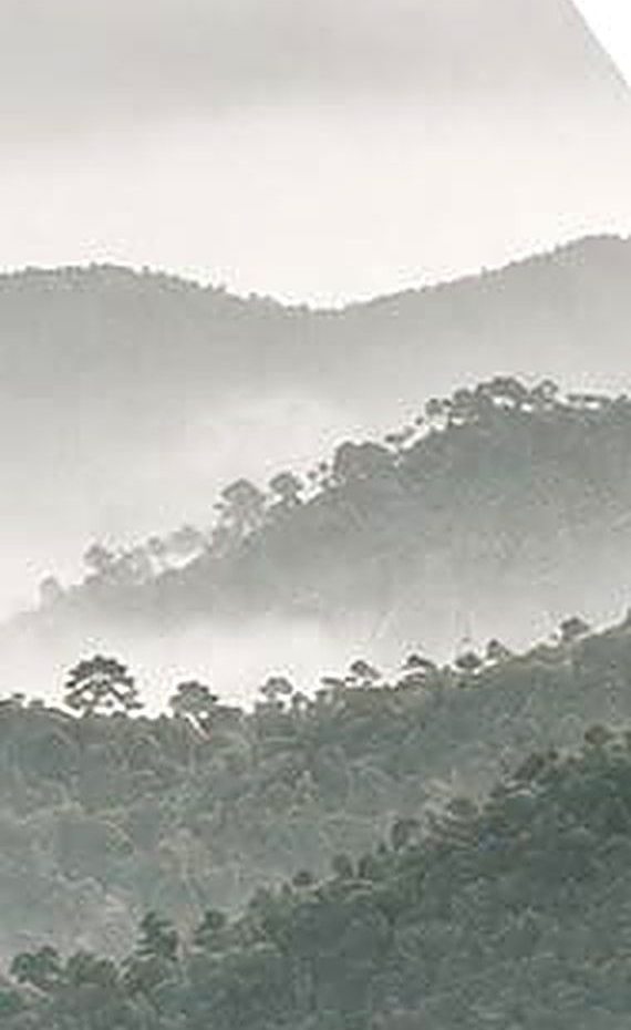 Área de mata em levantamento com drone no Paraná